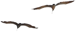 Shape
